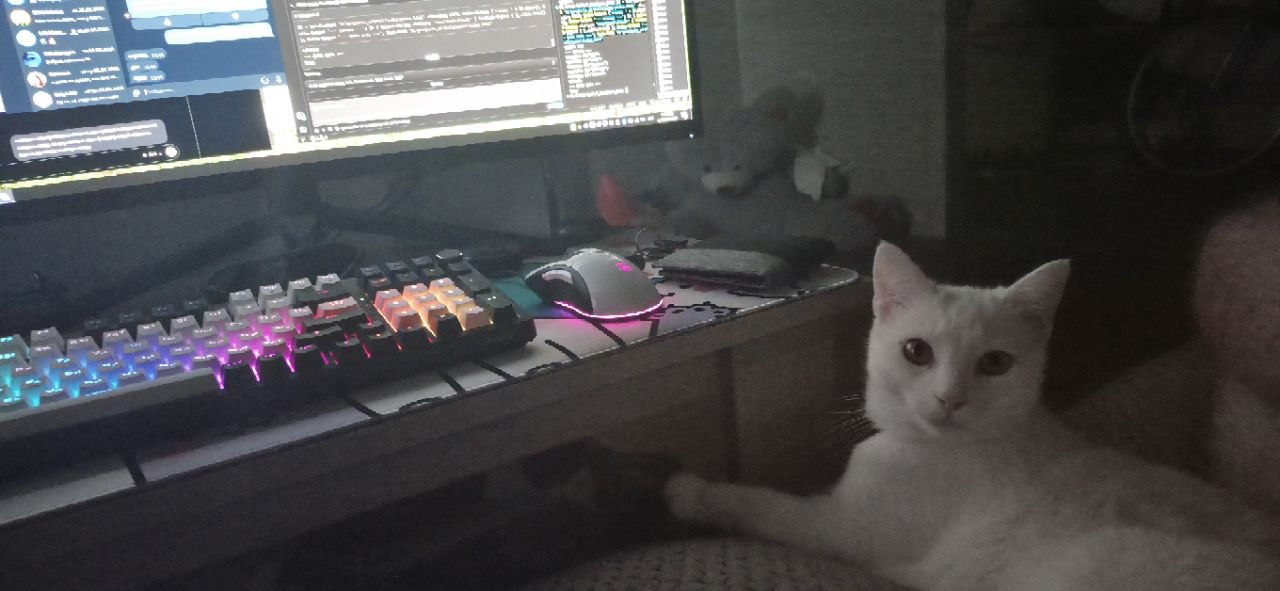 White cat near the computer running Polly